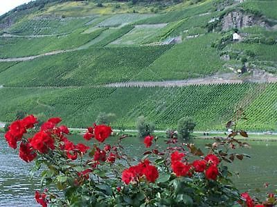 Anneliese Schmitgen Bed & Breakfast Bernkastel-Kues Eksteriør bilde